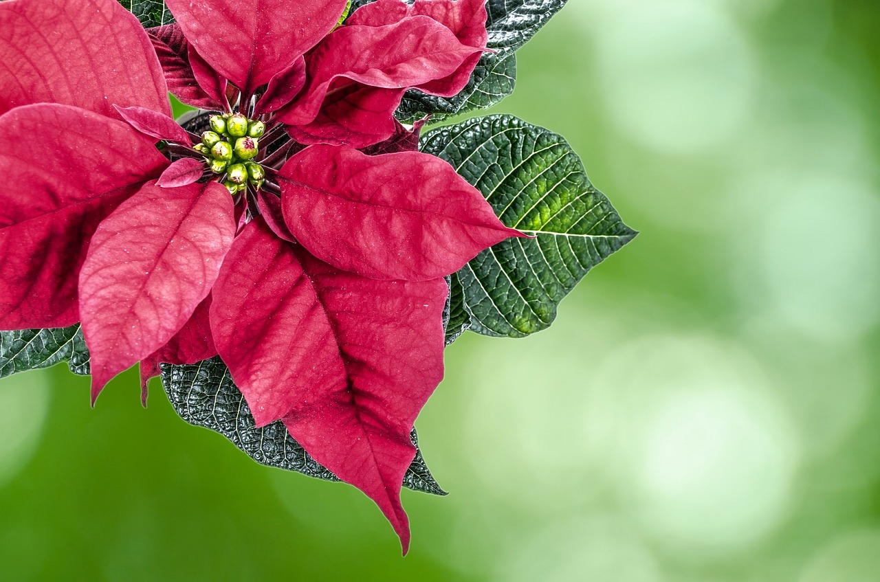 ¿Cómo cuidar la planta Euphorbia?
