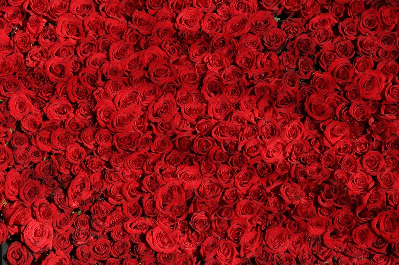 ¿Cómo hacer que un tallo de rosa le salgan raíces?