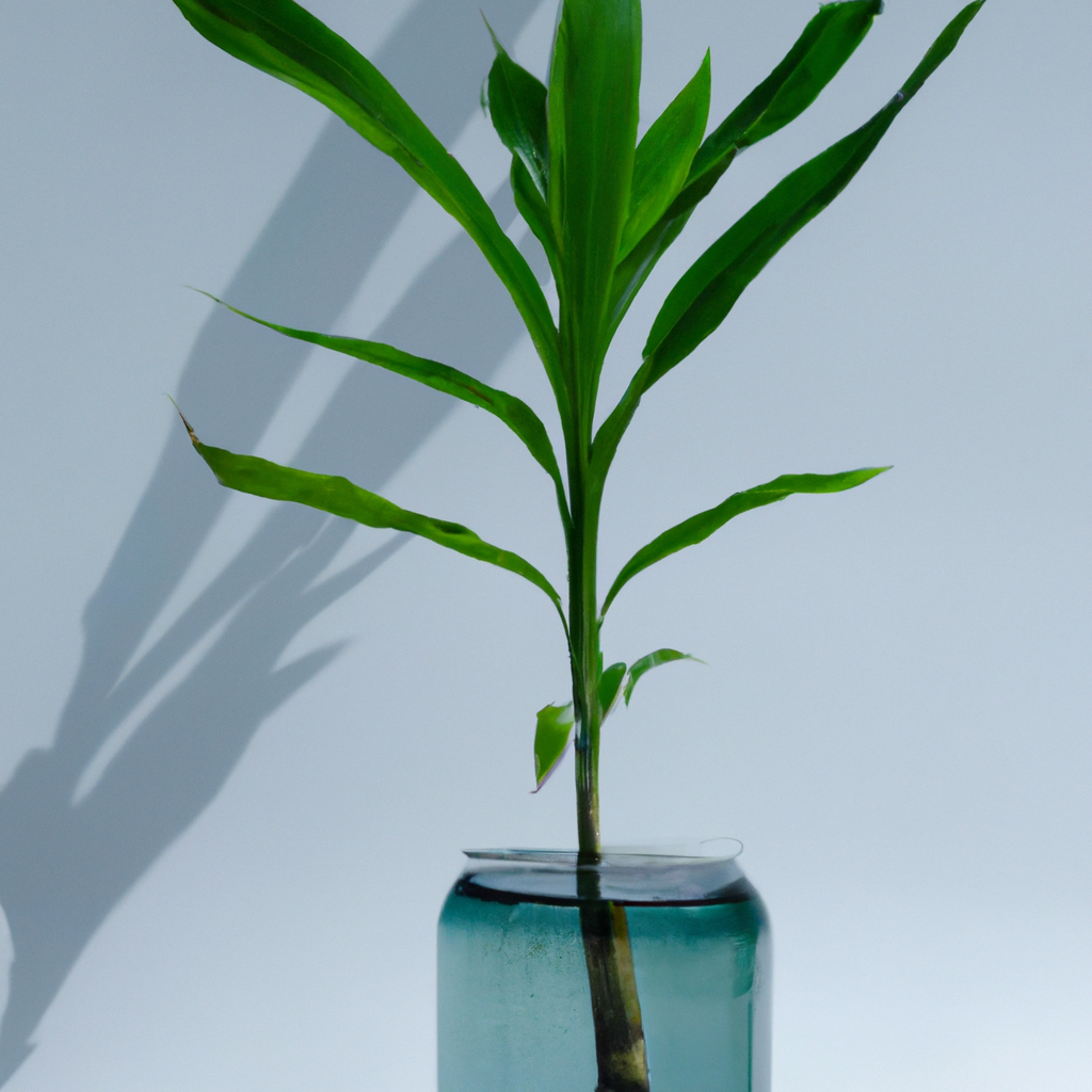 ¿Cómo se cuida una Dracaena Sanderiana?