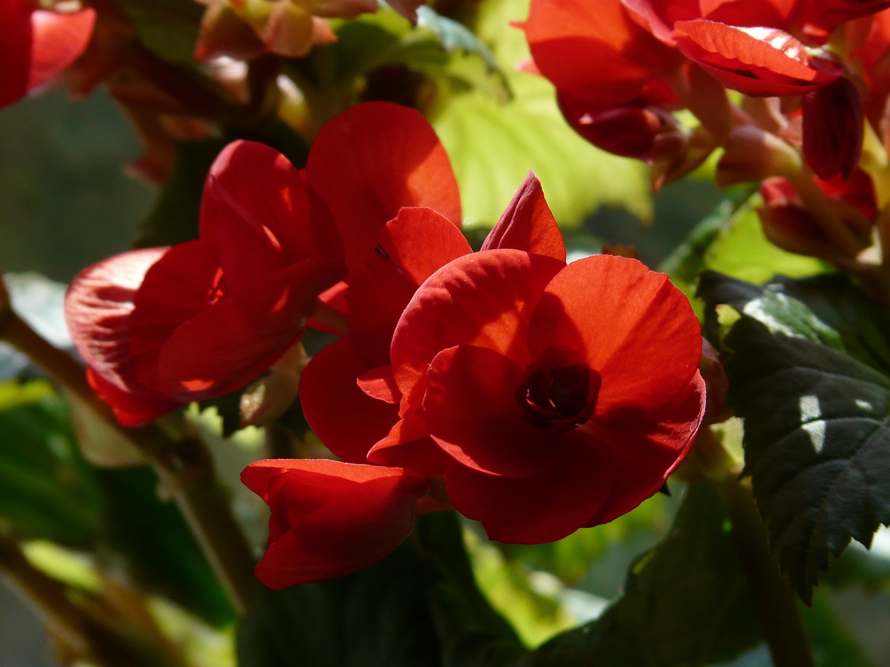 ¿Cómo se reproduce la begonia elatior?
