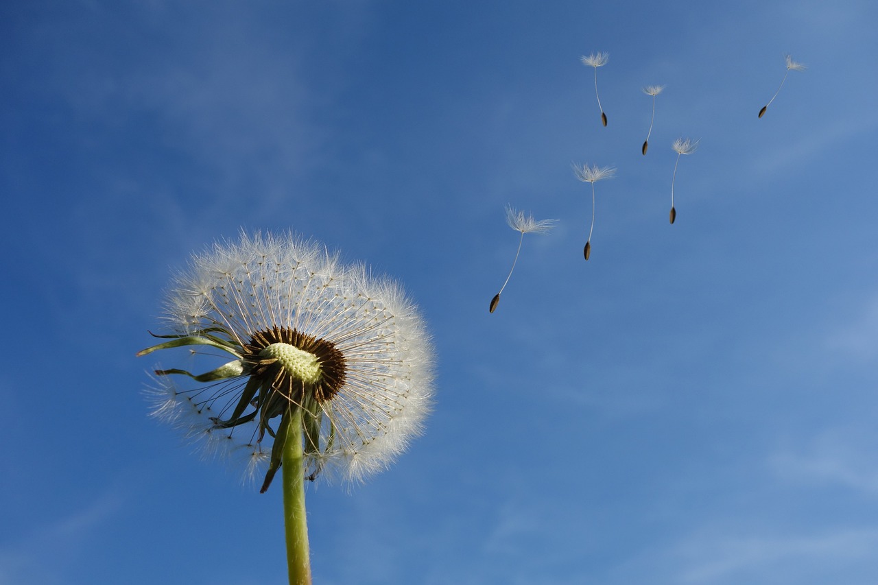 ¿Cómo se siembra la semilla de la flor?