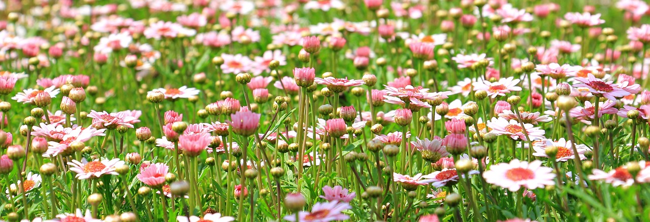 ¿Cuál es la mejor tierra para el jardín?