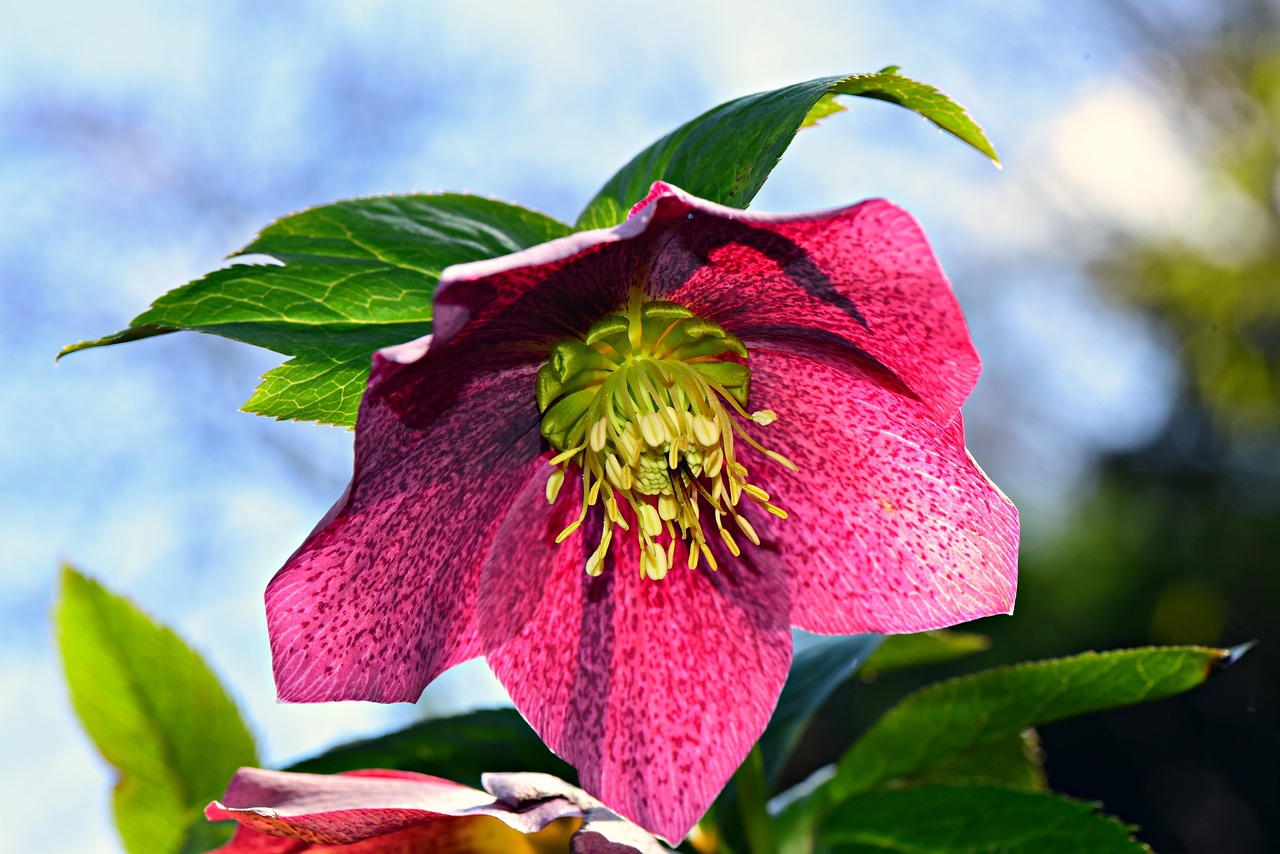 ¿Cuándo se poda la poinsettia?
