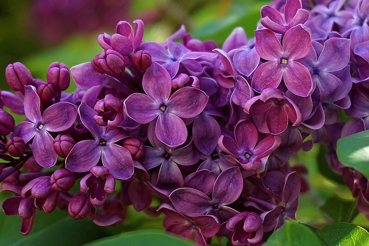 ¿Qué plantas son más olorosas?