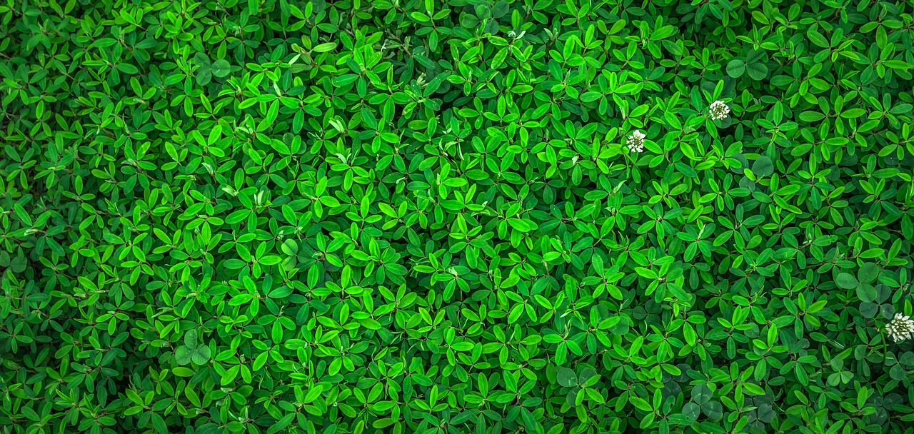 ¿Cuándo plantar tulipanes y jacintos?