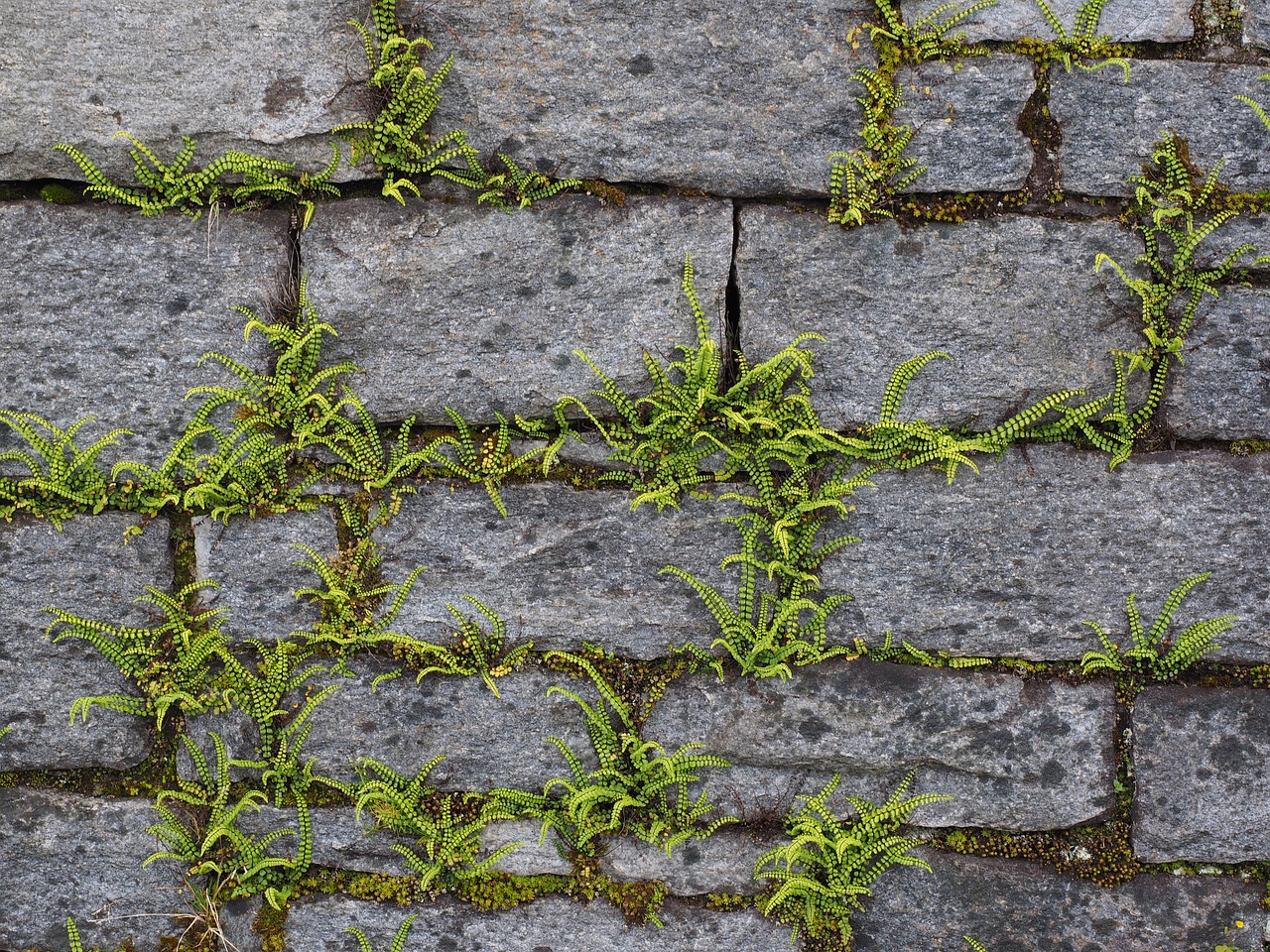 ¿Cómo cuidar la planta asplenium?