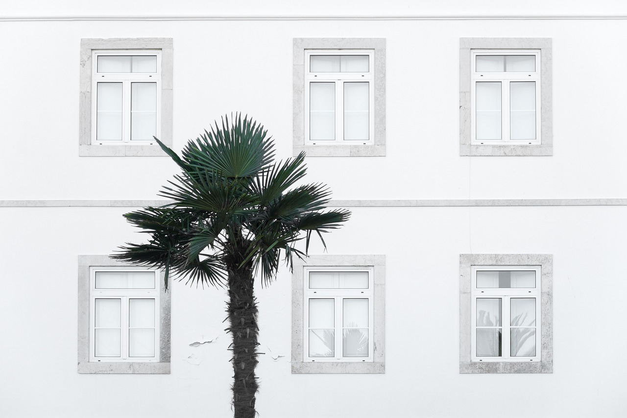 ¿Cuál es la altura máxima de una palmera?