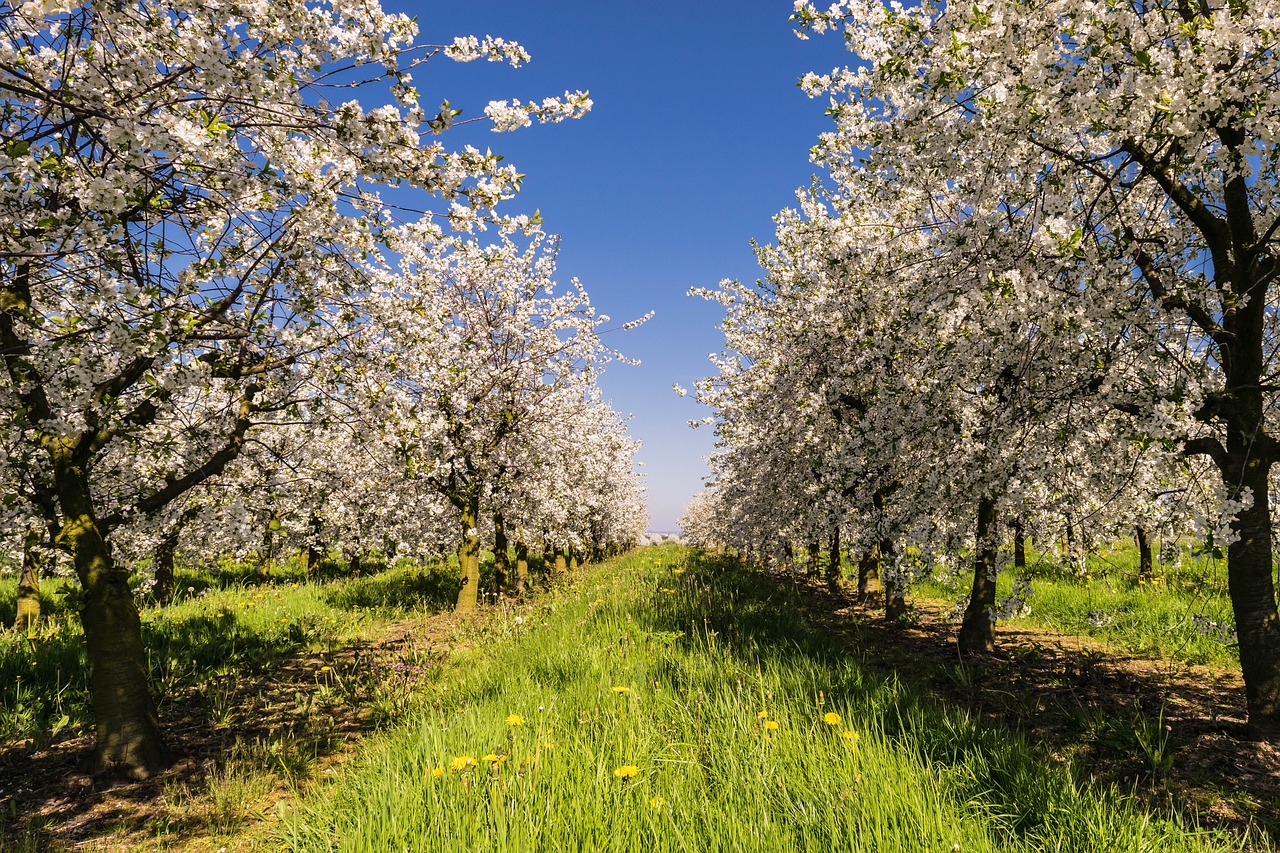 ¿Cuáles son los árboles frutales perennes?