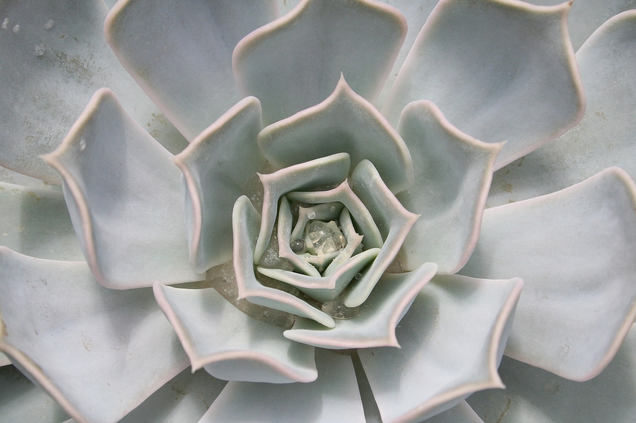 ¿Qué se hace cuando el cactus se pone marrón?