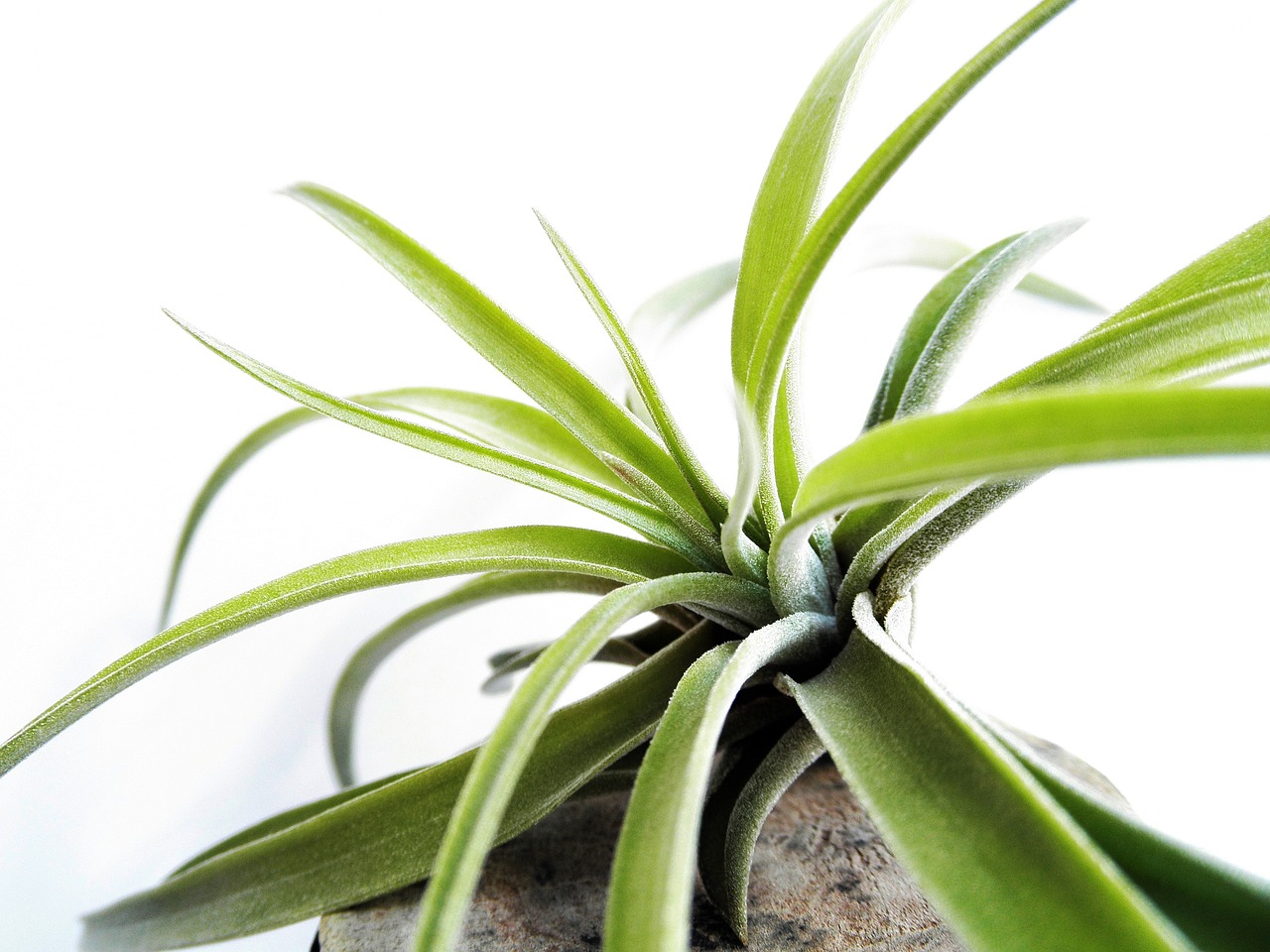 ¿Cómo sembrar la Tillandsia?