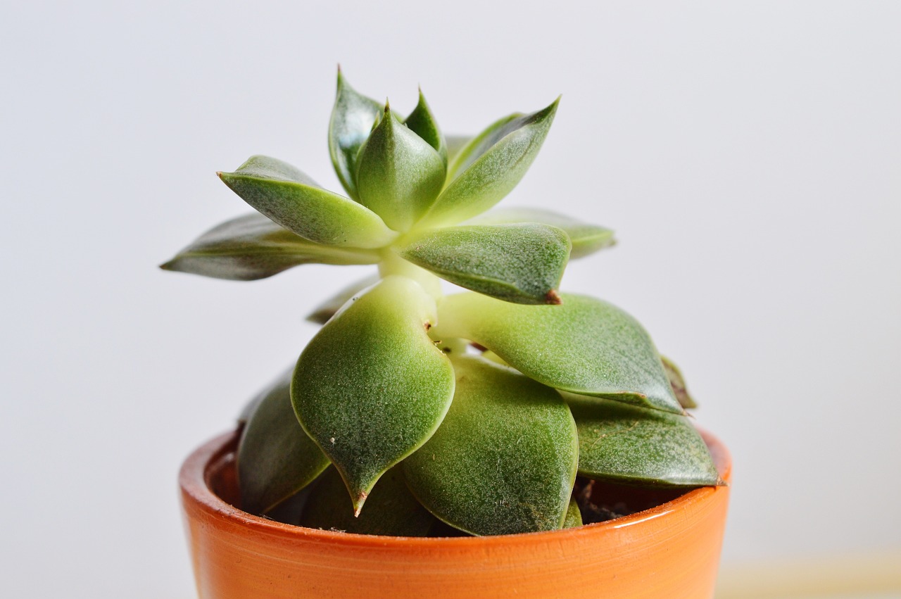 ¿Cuándo cambiar una planta de macetero?