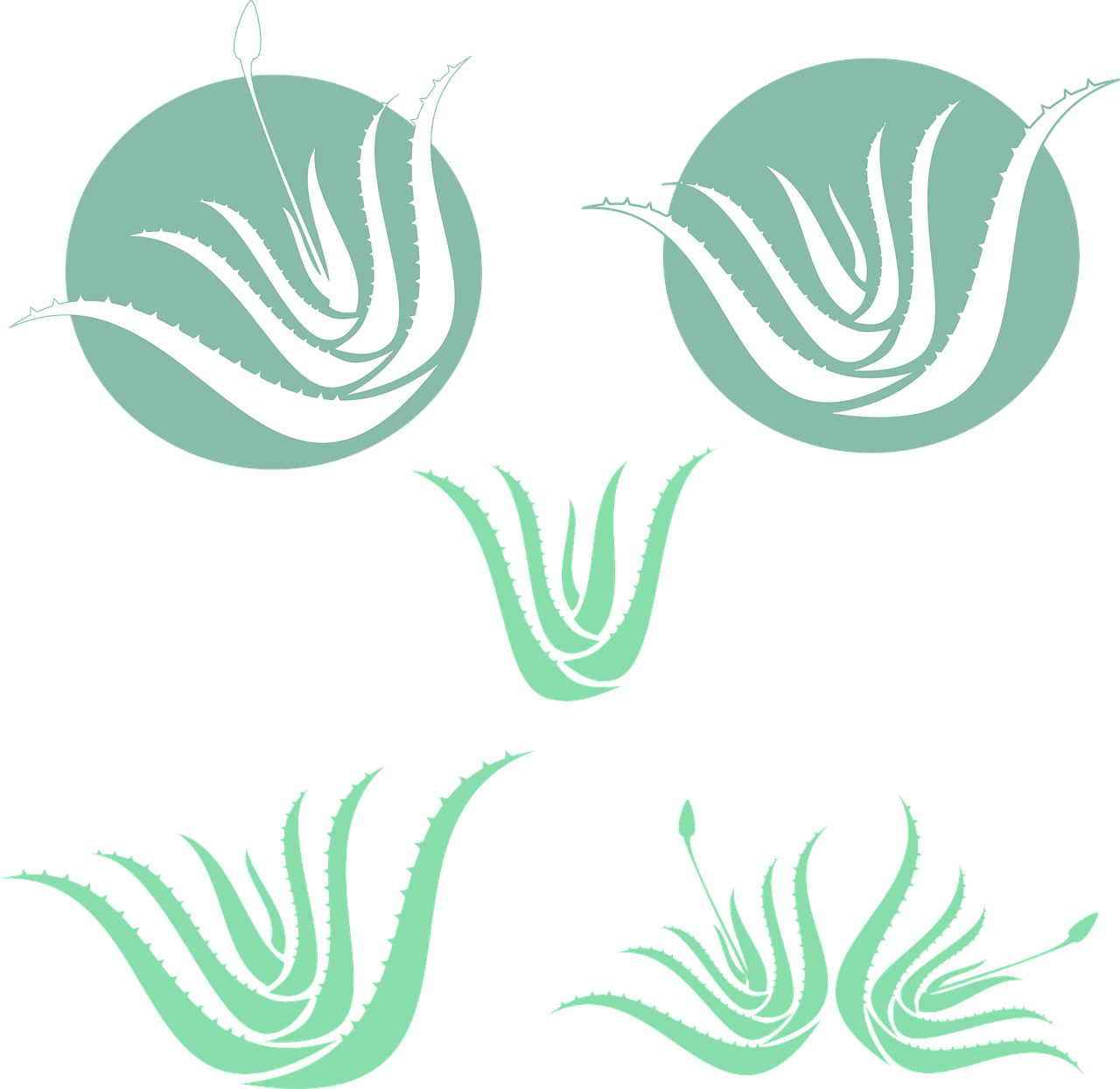 ¿Cuándo quitarle los hijos al aloe vera?