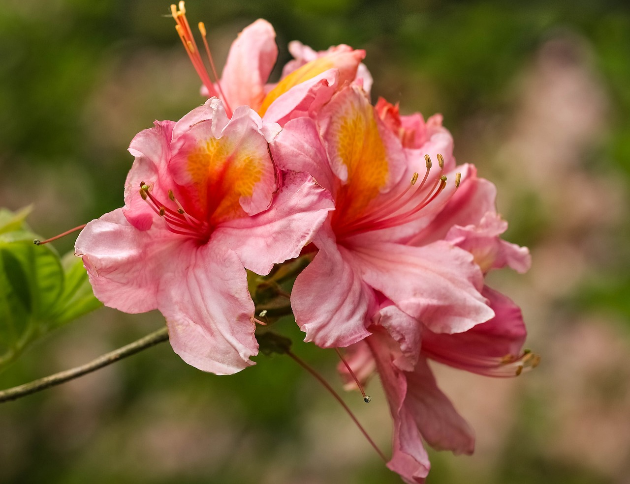 ¿Cuántas veces al año florecen las azaleas?