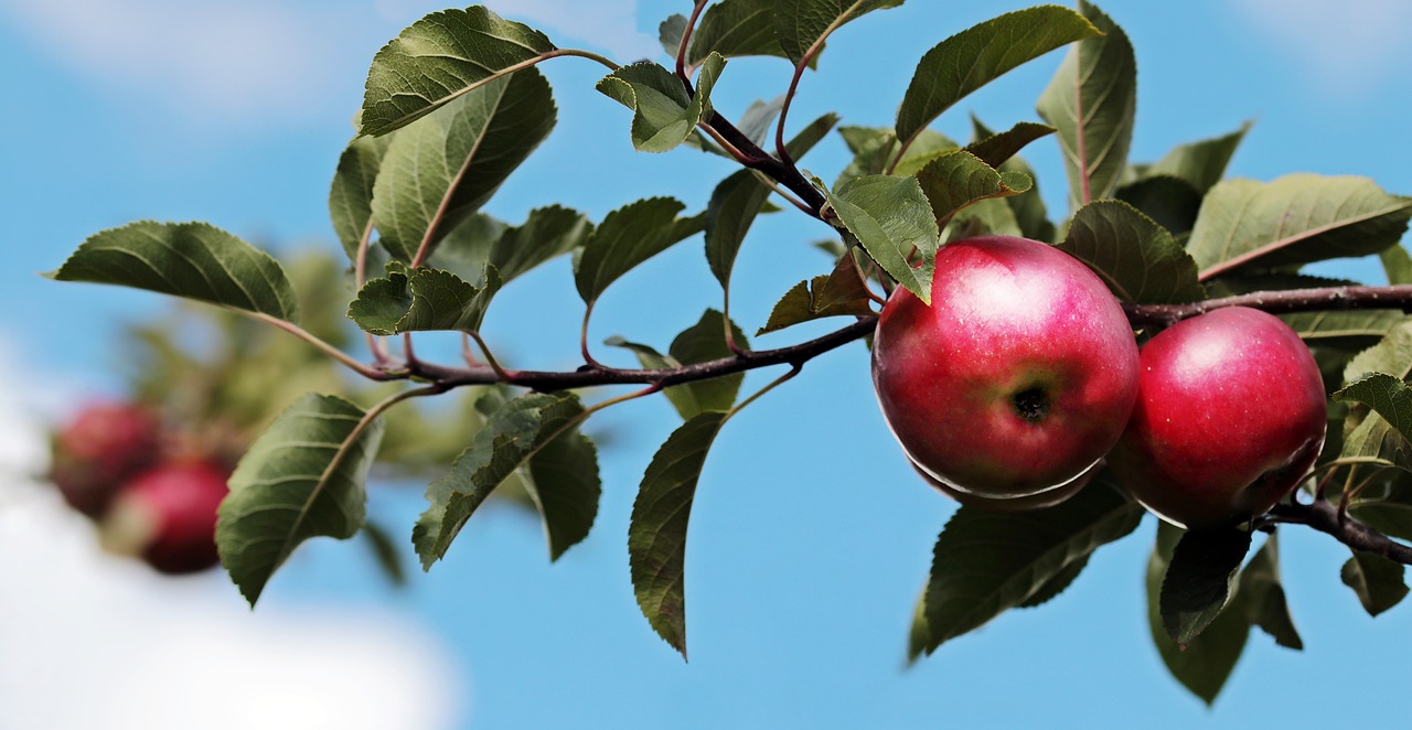 ¿Cuántas veces florecen los manzanos?