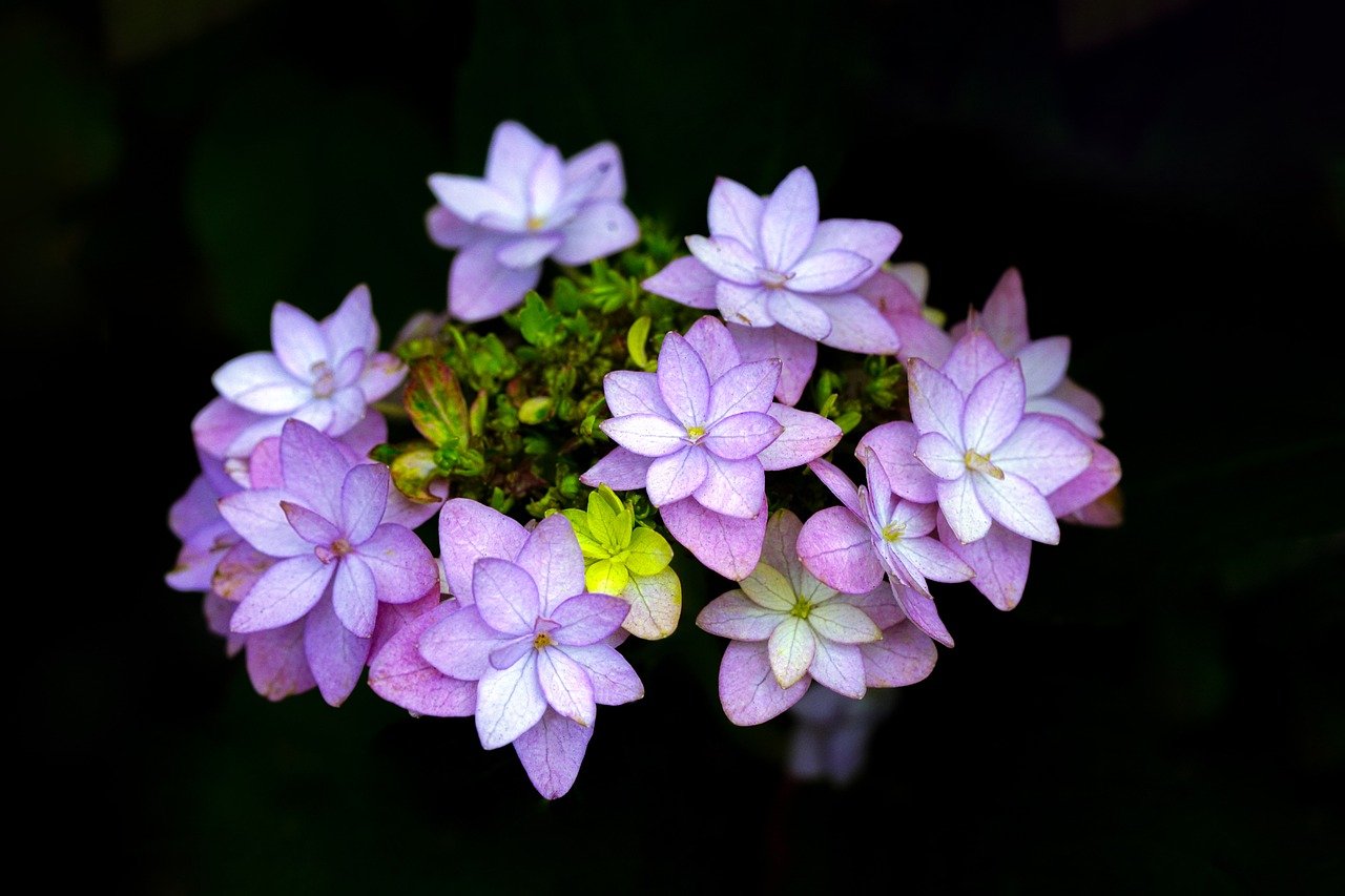 ¿Cuánto dura una hortensia en maceta?