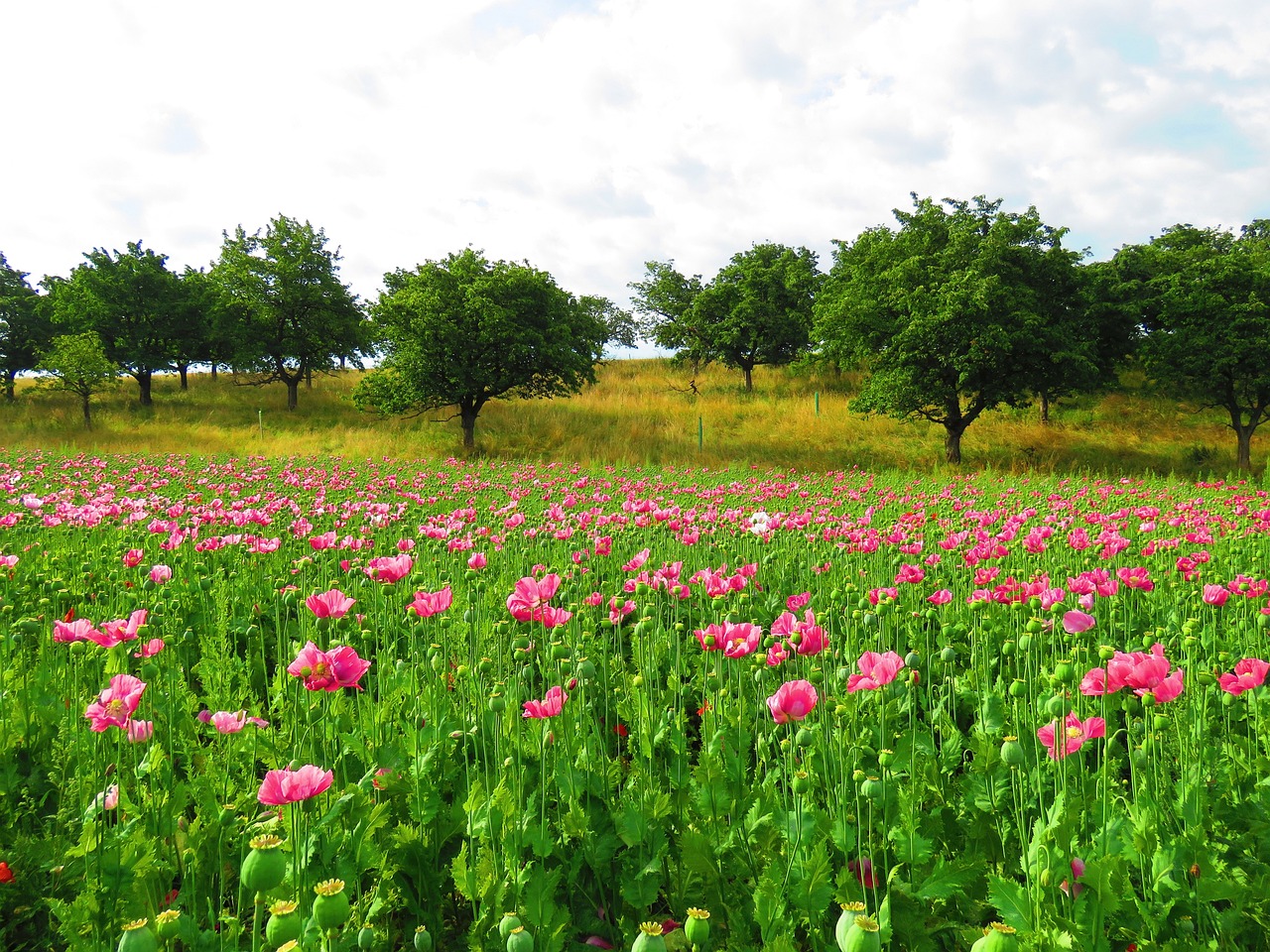 ¿Cuánto tiempo tarda en germinar una semilla de rosa?