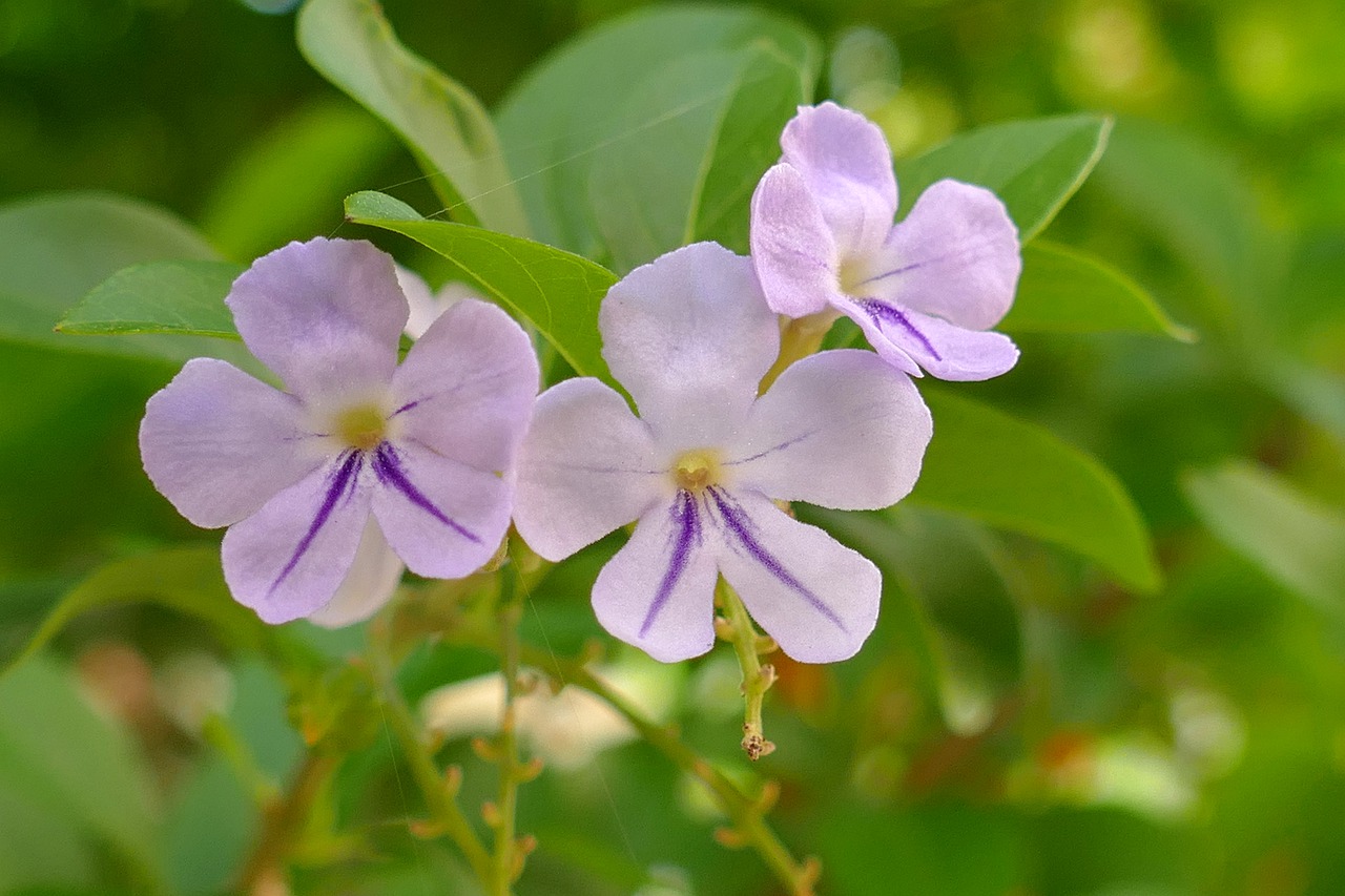 ¿Dónde plantar la Duranta?