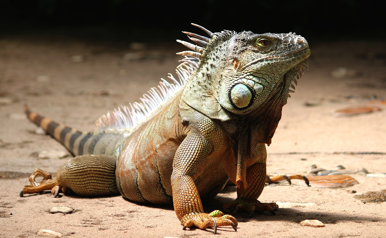 ¿Qué se necesita para un terrario de camaleón?