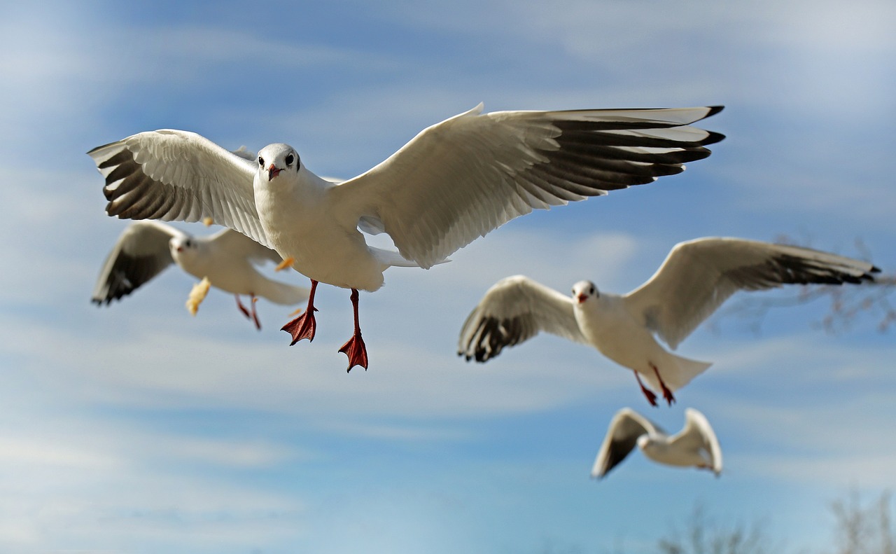 ¿Qué sonido espanta a las gaviotas?