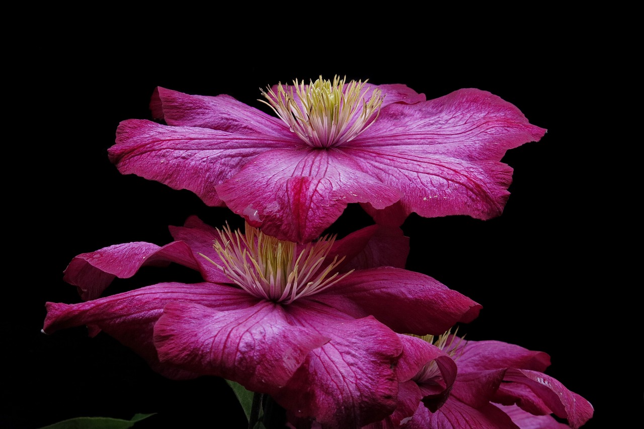 ¿Cómo se llama la flor trepadora?