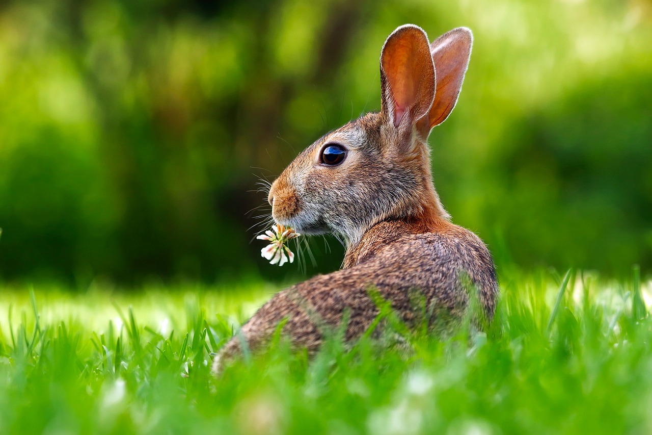 ¿Cuál es el tipo de conejo más cariñoso?