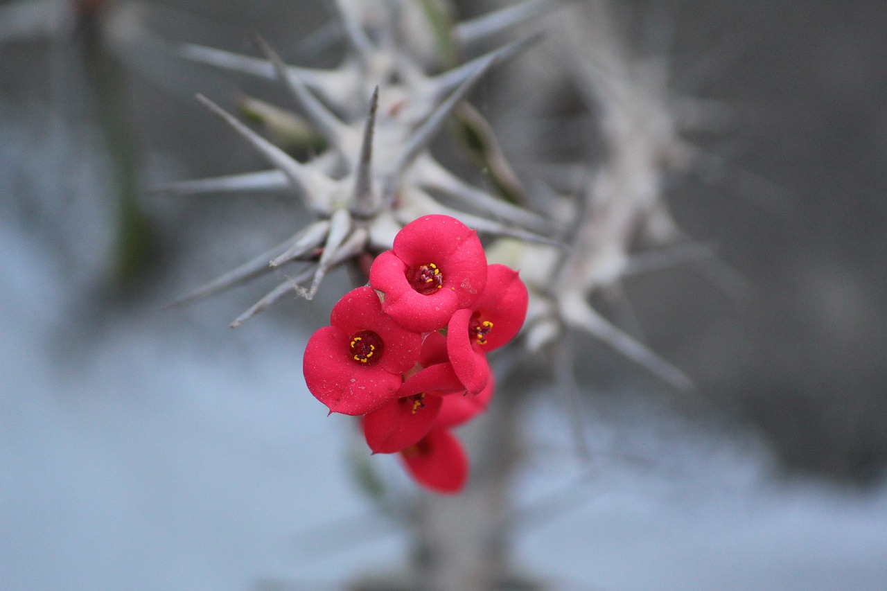 ¿Cuánto crece la Euphorbia?