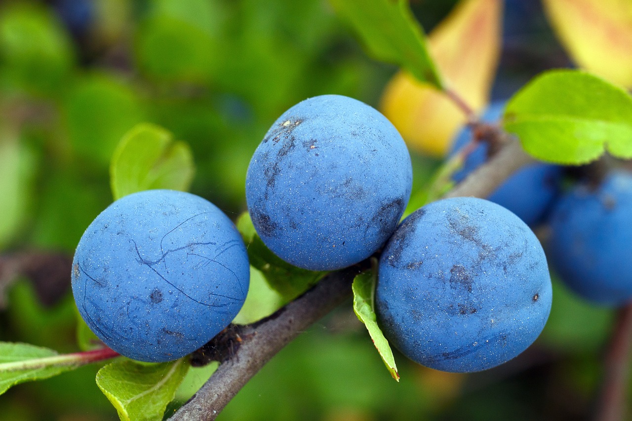 ¿Qué árbol de fruta crece más rápido?