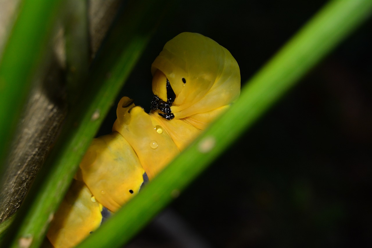 ¿Qué come la Acherontia Atropos?