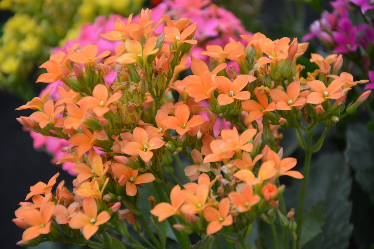¿Qué contradicciones tiene el Kalanchoe?