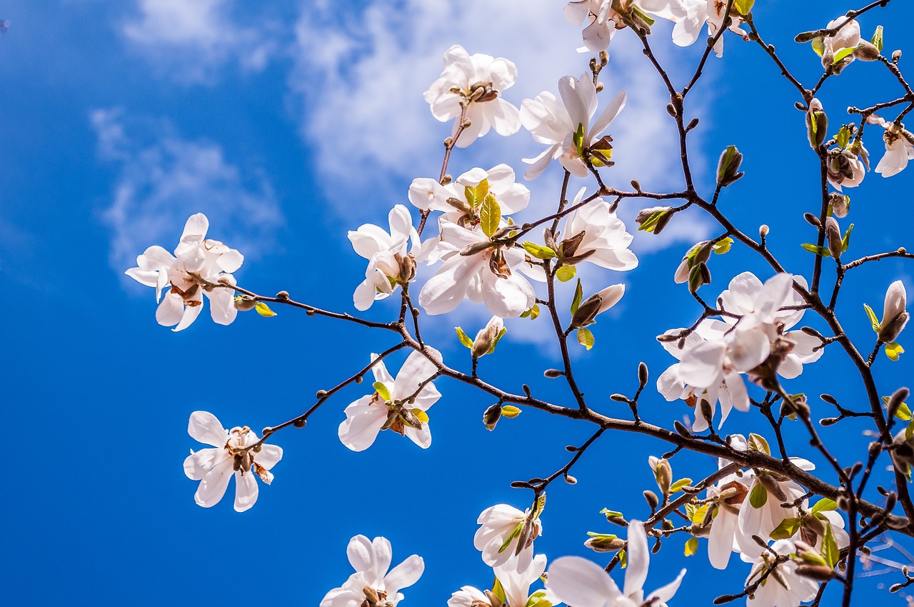 ¿Qué plantas son de sol pleno?