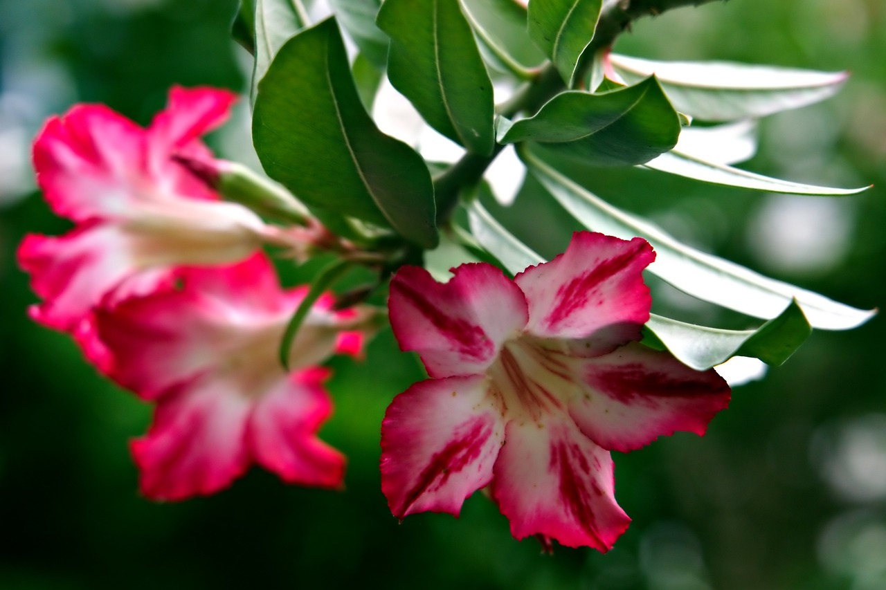 ¿Cómo se cuida un Adenium?