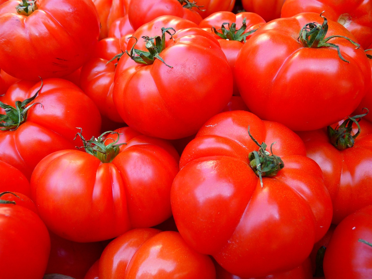 ¿Cuál es la mejor epoca para plantar tomates?