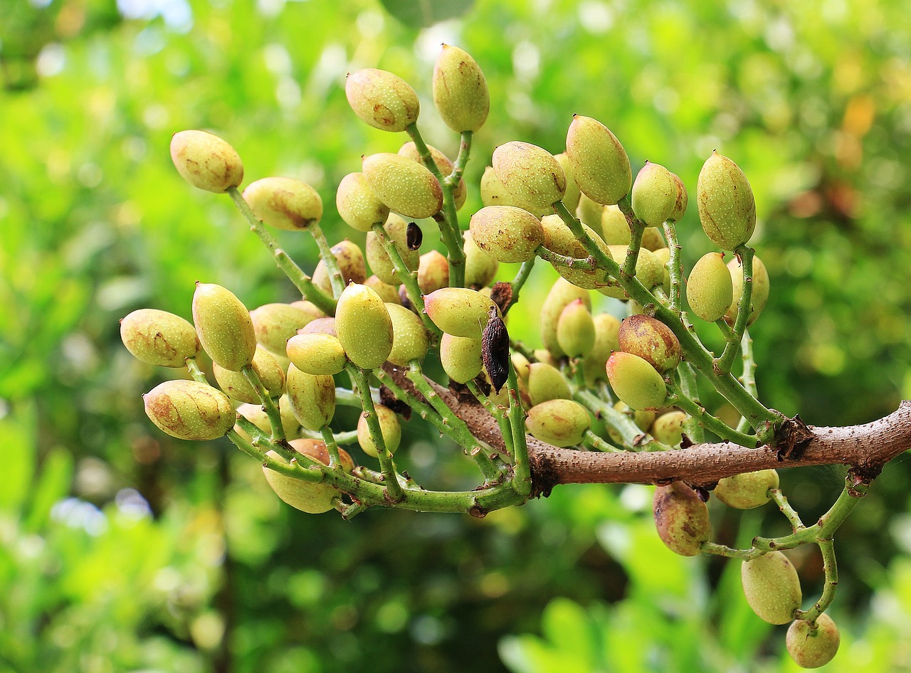 ¿Cuándo es la recolecta de los pistachos?