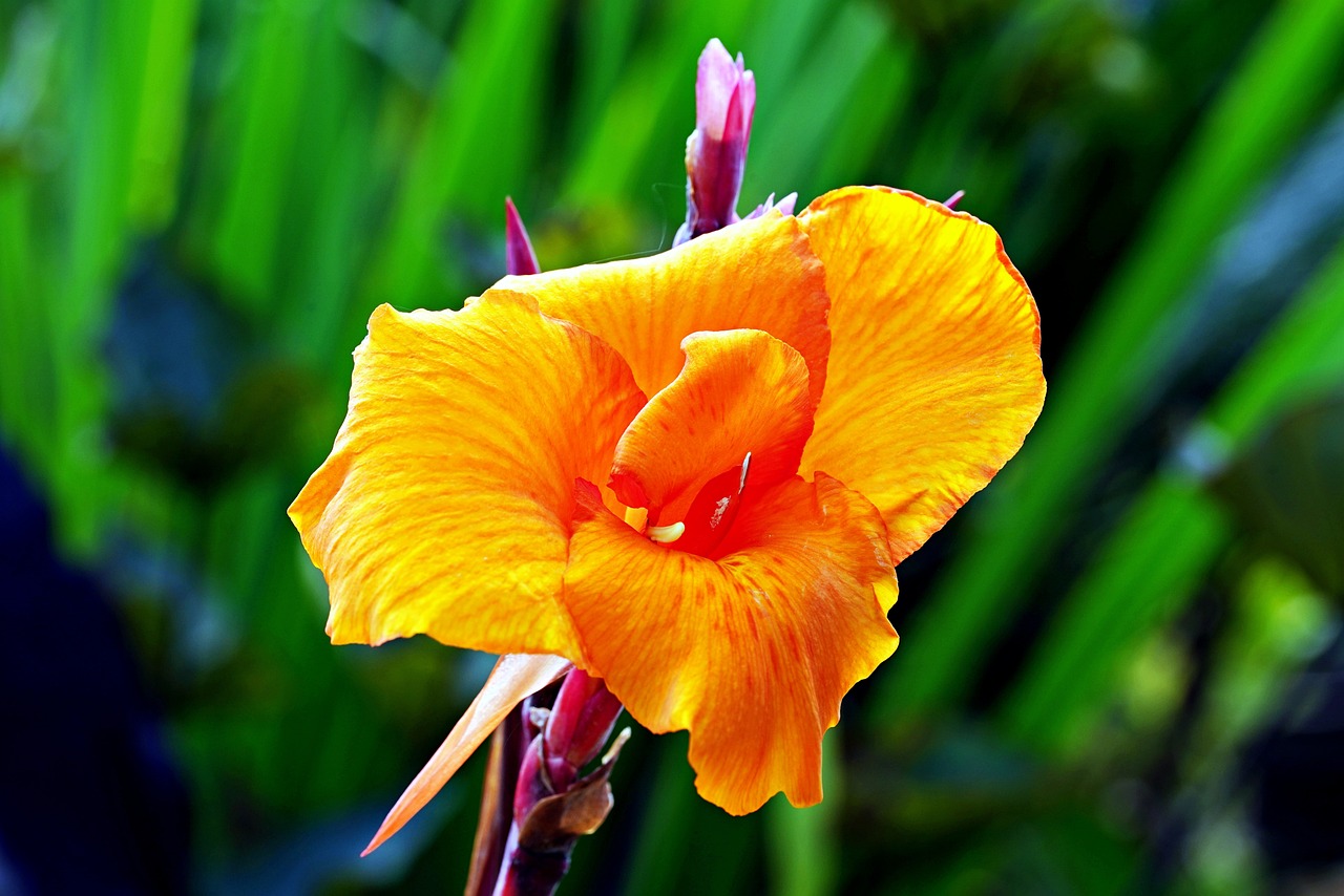 ¿Cuándo florecen las Canna indica?