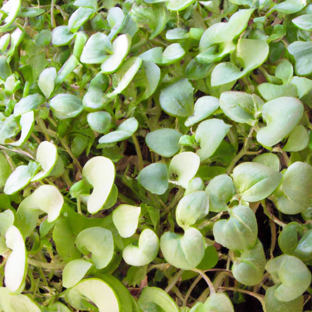 ¿Cuándo sembrar Dichondra repens?