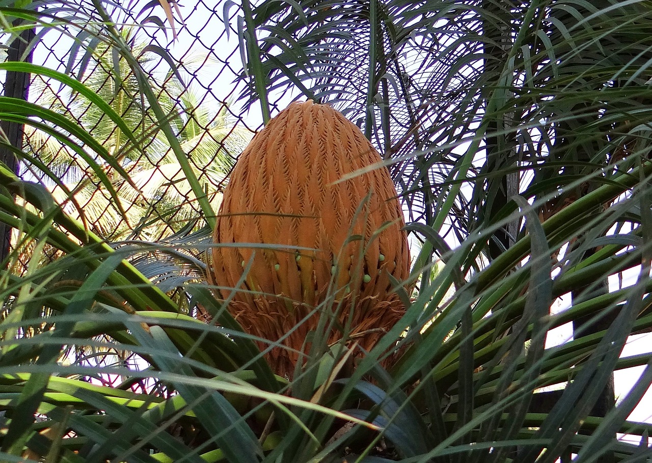 ¿Cuánto cuesta una palma cica?