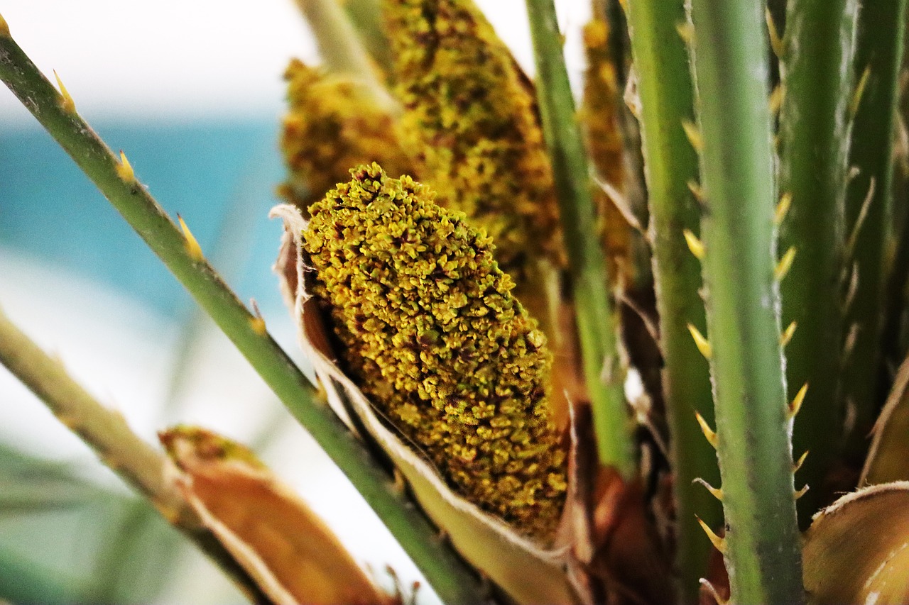 ¿Cuánto vale una palmera enana?