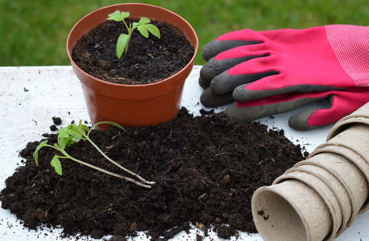 ¿Qué es el trasplante de las plantas?