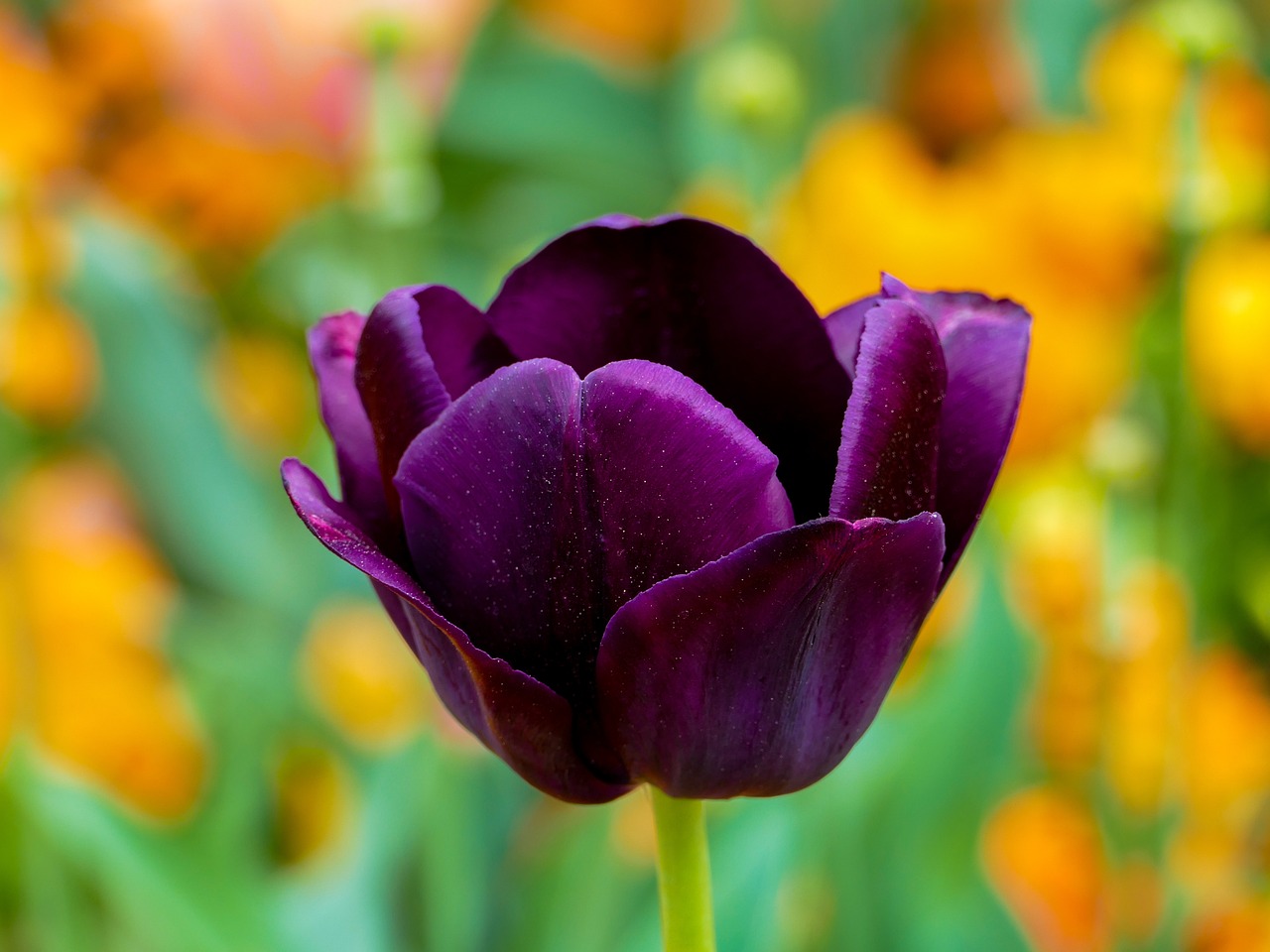 ¿Cómo mantener un tulipán en agua?