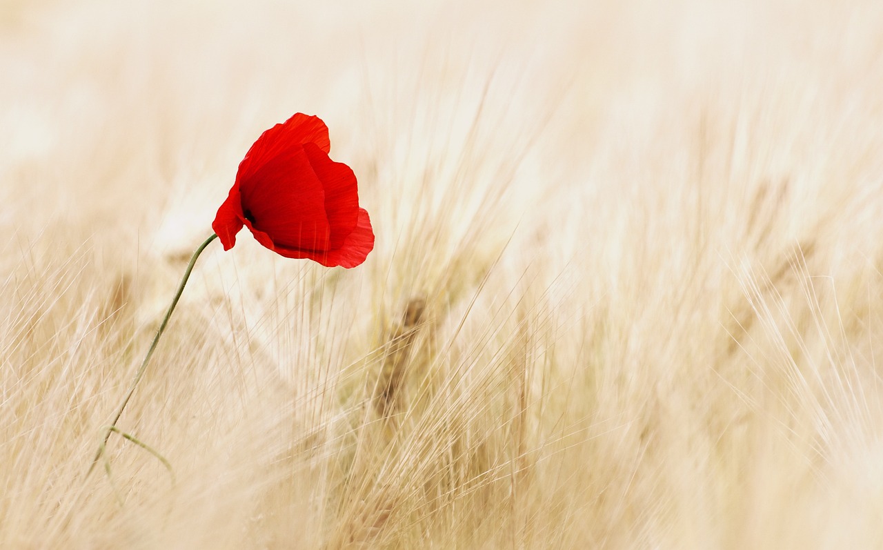 ¿Cuál es la flor más barata?