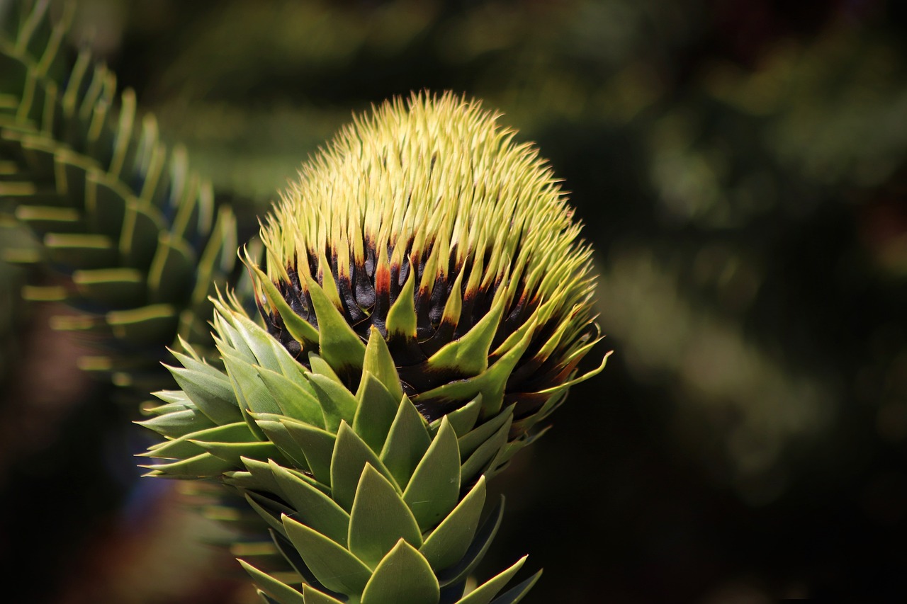 ¿Cuándo florece la araucaria?