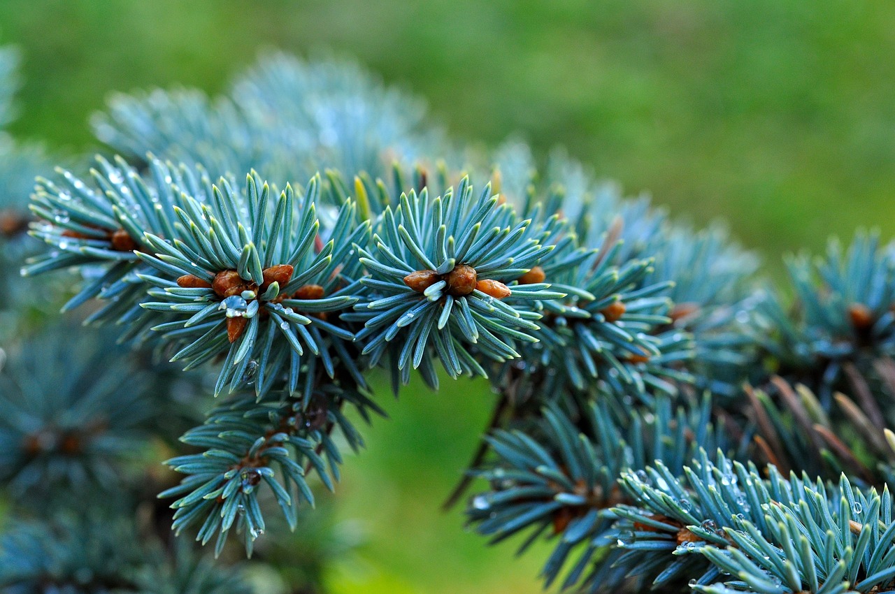 ¿Cuándo plantar coniferas enanas?