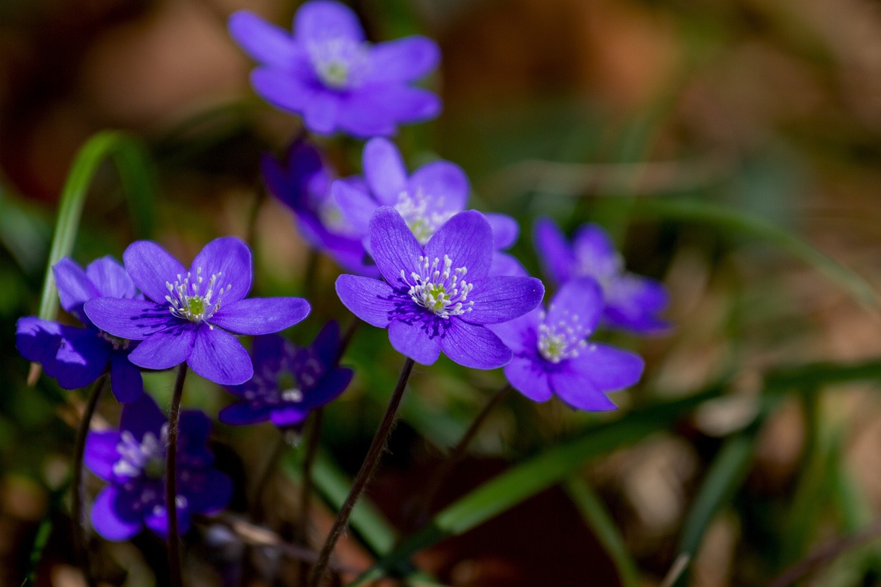 ¿Cuántos tipos de violeta hay?