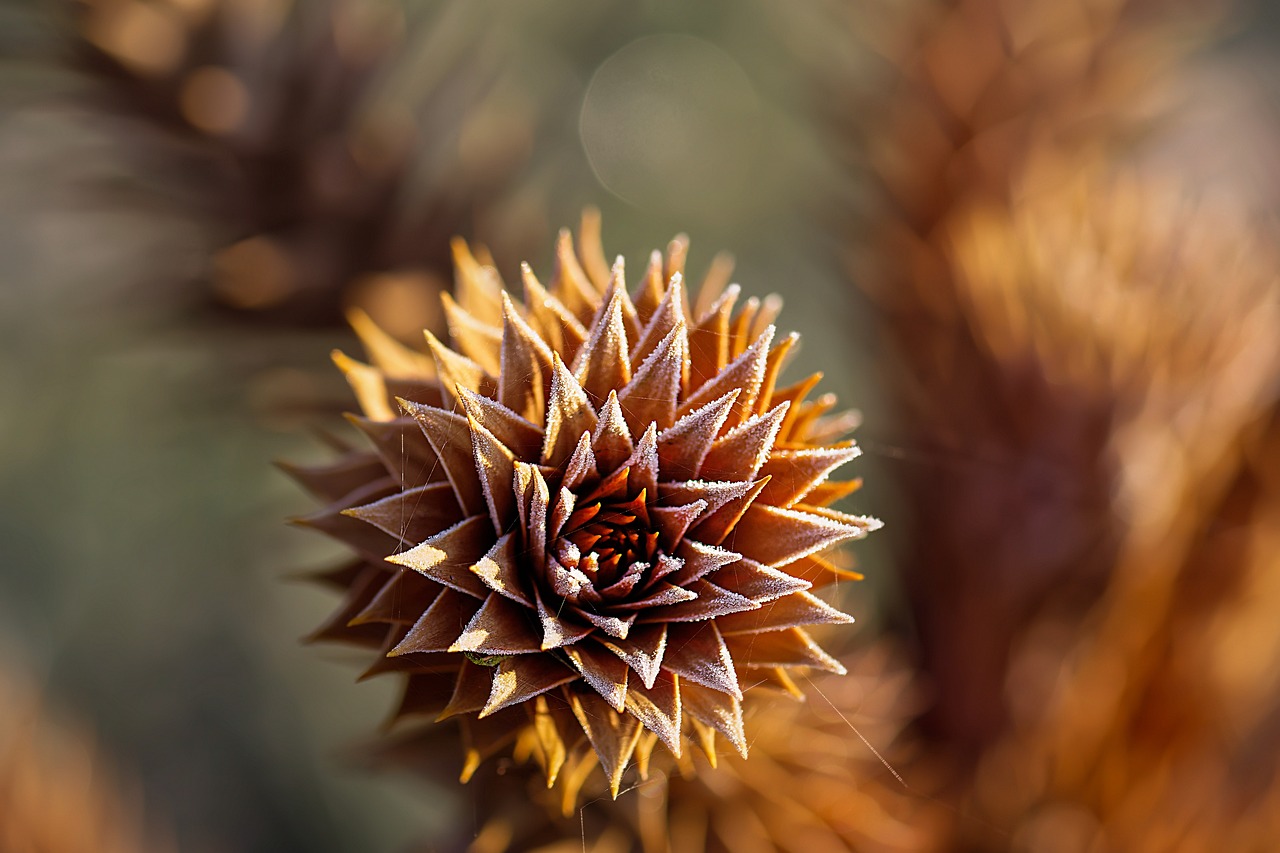 ¿Qué clima necesita la araucaria?