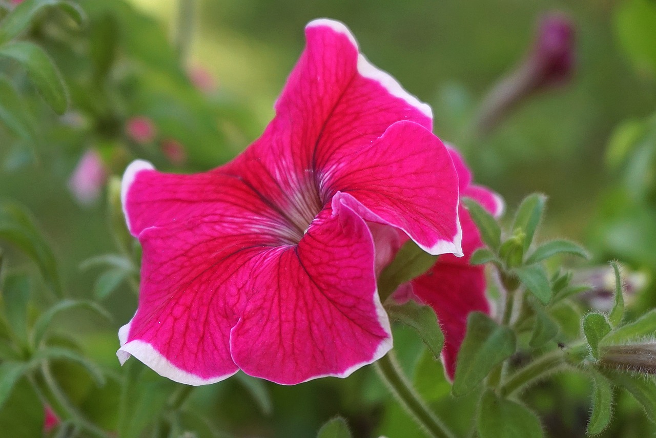¿Qué diferencia hay entre la petunia y la Surfinia?