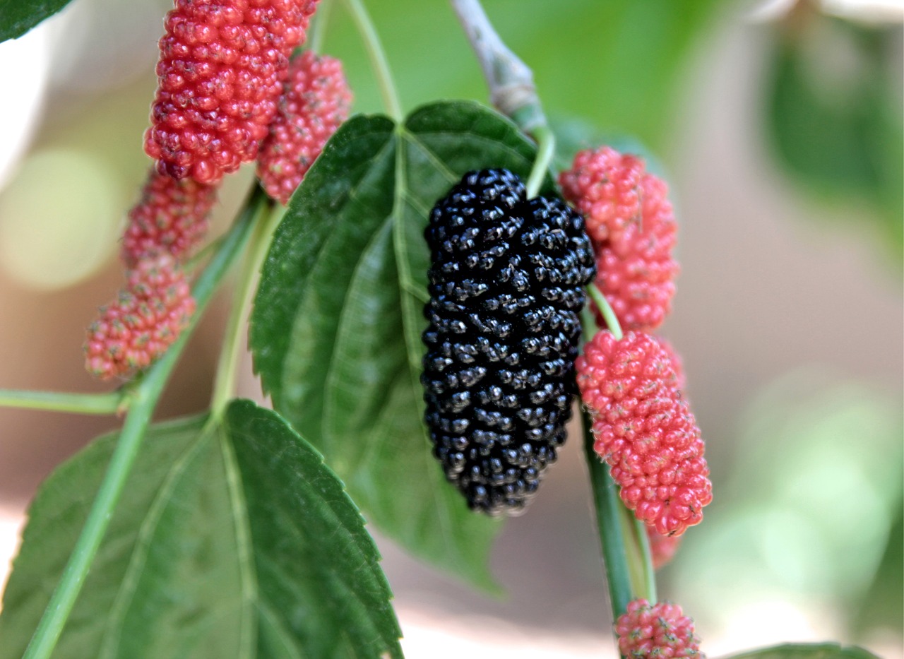 ¿Qué fruto da el árbol de morera?