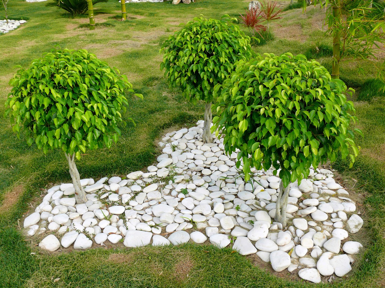 ¿Cómo sanar un ficus benjamina?