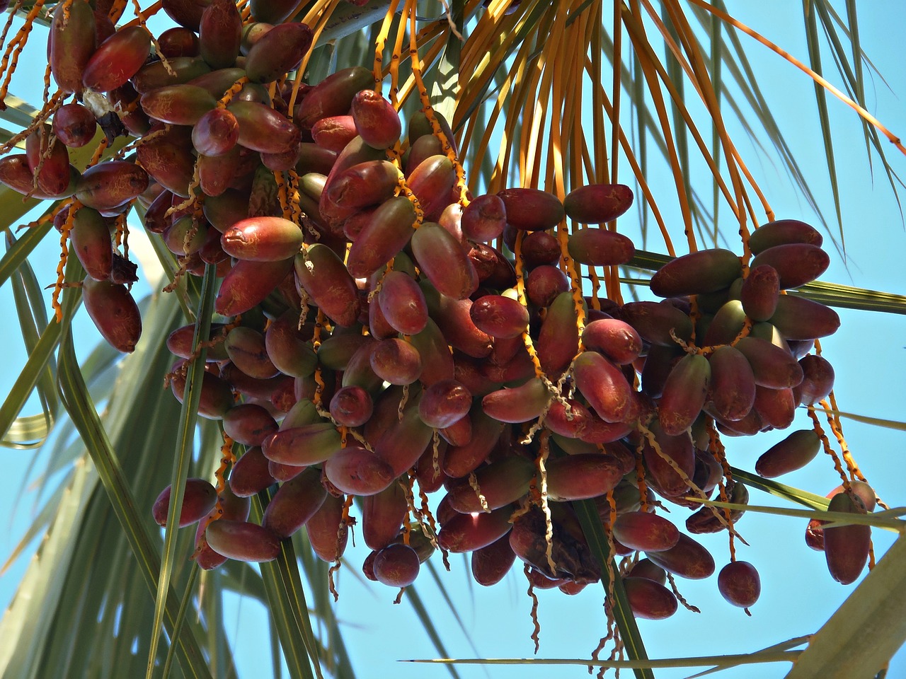 ¿Cómo se llama la palmera de dátiles de origen canario?