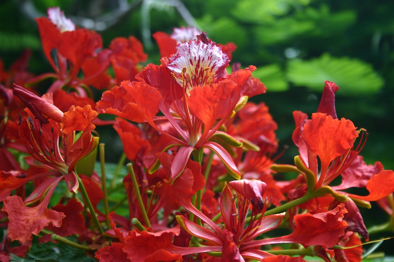¿Cuánto tarda en crecer un árbol de flamboyán?