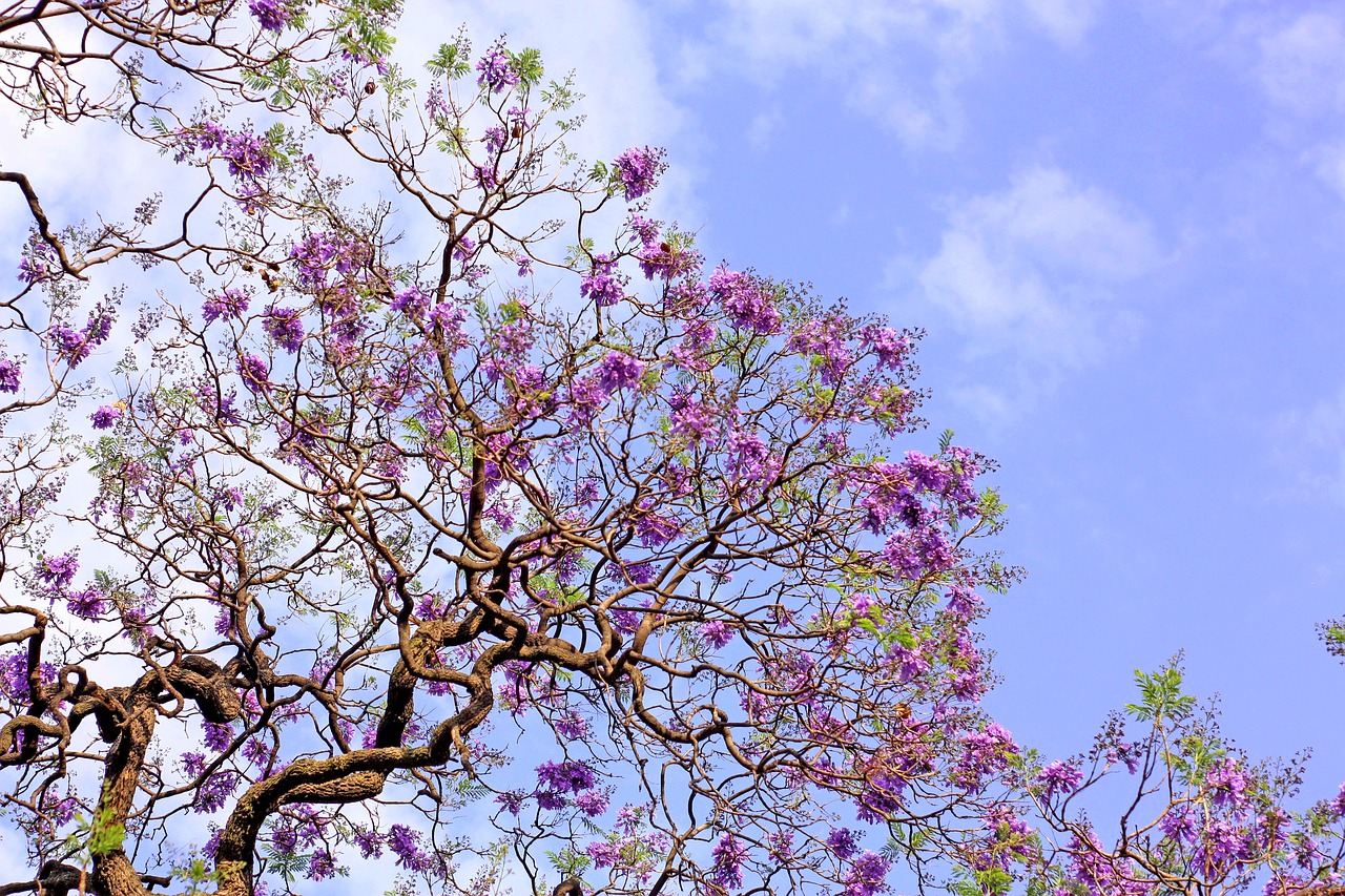 ¿Cuántos colores de jacarandas existen?